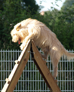 perro escalando