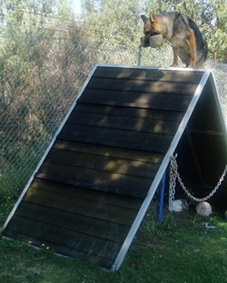 perro bajando la rampa