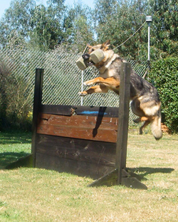perro saltando