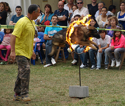 perro saltando aro de fuego