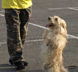 perro sentado